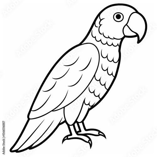 African Grey Parrot Art & Illustration