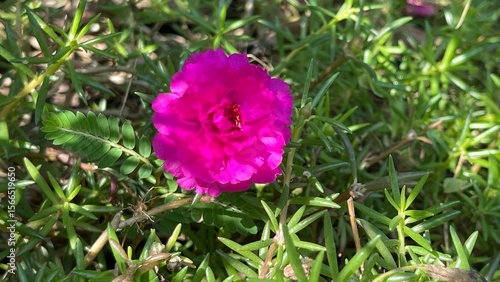 Wallpaper Mural pink butterfly on a flower Torontodigital.ca