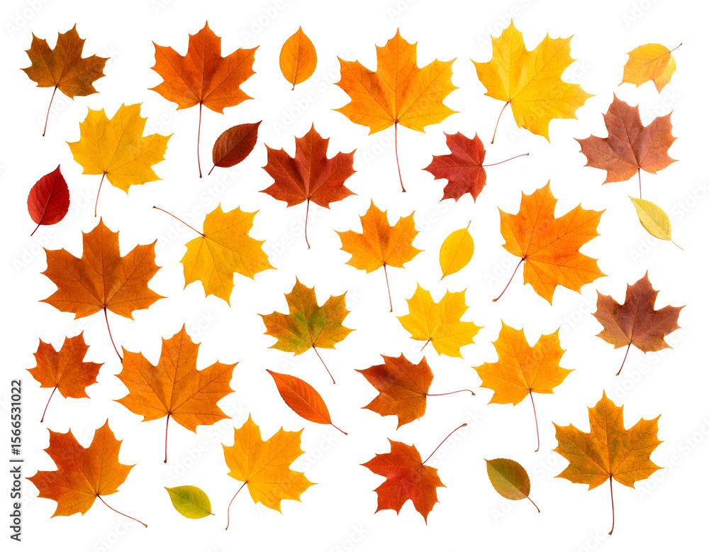 Obraz premium An artistic arrangement of diverse autumn leaves in warm hues, celebrating the essence of fall.