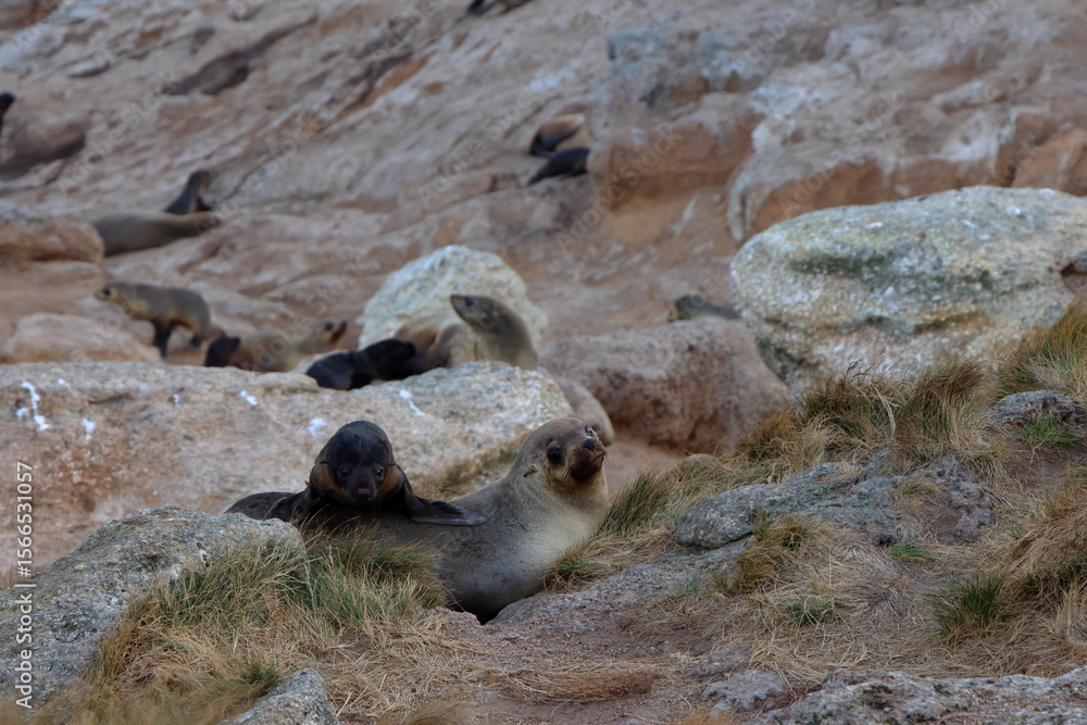 Fototapeta premium australian fur seal