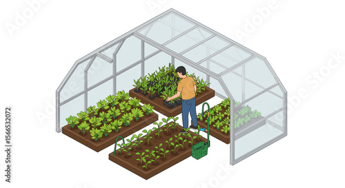 Isometric vector illustration of a greenhouse with person gardening for eco-friendly design