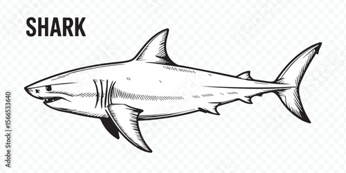 realistic shark silhouette vector file for underwater graphics, aquatic artwork, logo design, wildlife projects and educational use
