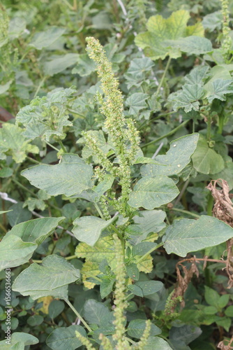 Amaranth, Celosia argentea or the Amaranthus viridis