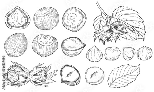 Hand drawn nuts set. Hazelnuts sketch. Peeled kernels and in shell. Engraving style vector illustration
