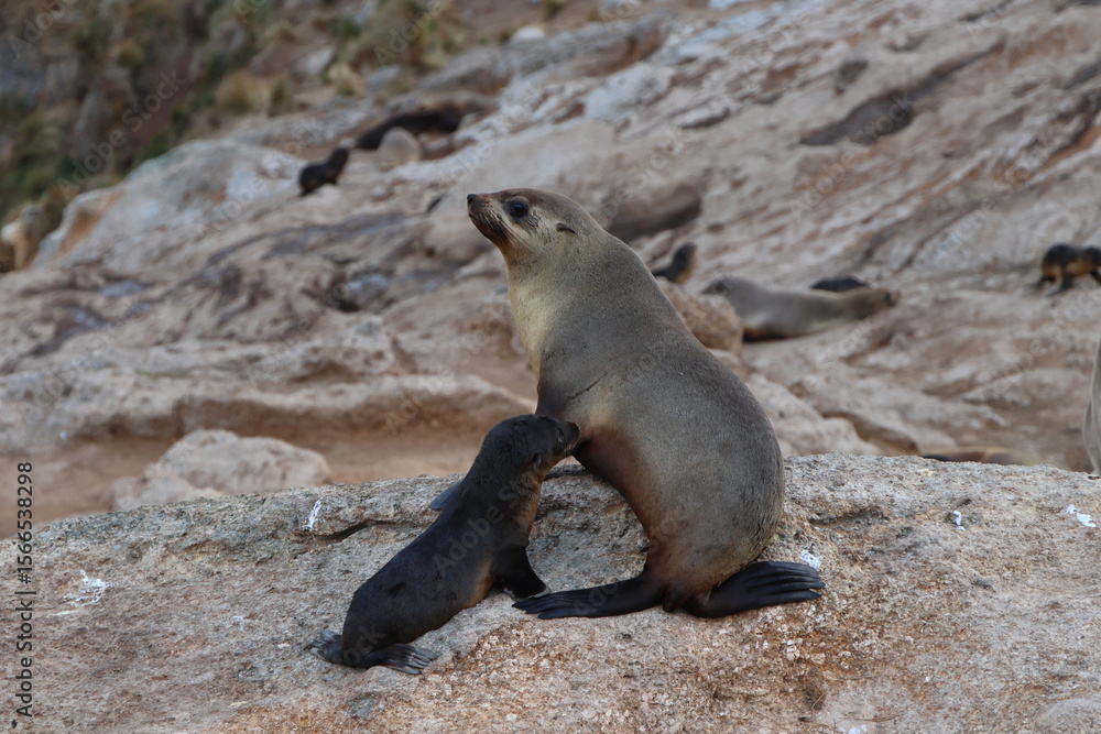 Fototapeta premium australian fur seal