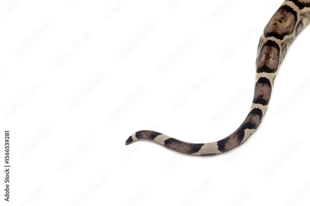 Naklejka premium Close-up of anery boa imperator tail on white background