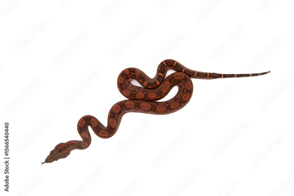 Obraz premium Close-up of baby blood boa constrictor slithering with tongue out on white background