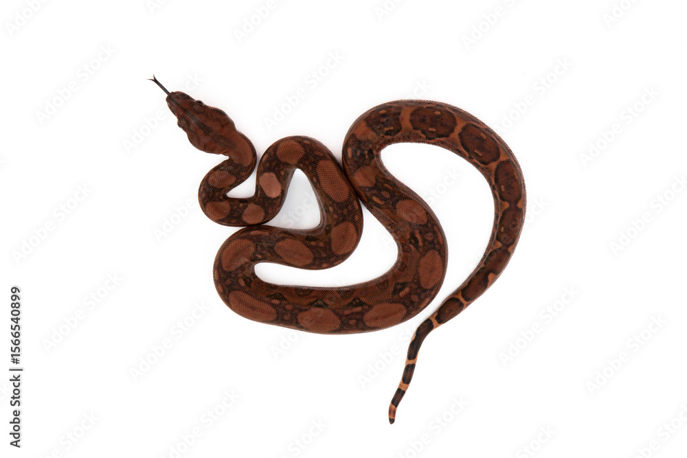 Fototapeta premium Top view of blood baby boa imperator / boa constrictor slithering with tongue out on a white background
