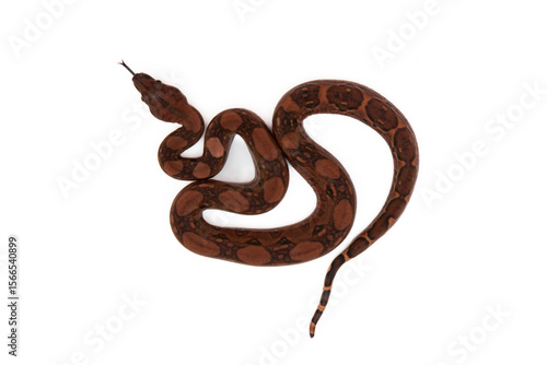 Top view of blood baby boa imperator / boa constrictor slithering with tongue out on a white background