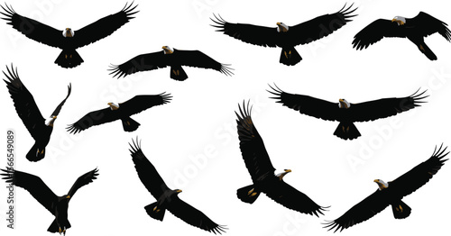 Majestic Bald Eagles soaring with powerful wings, depicted in various flight poses, symbolizing freedom, strength, and national pride, isolated on white background for wildlife designs.