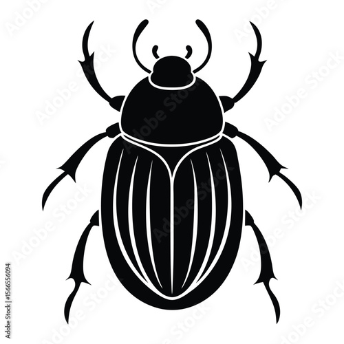 black beetle isolated on white background