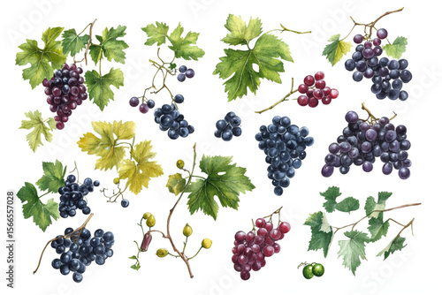 Collection of diverse grape varieties artfully illustrated on white background