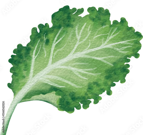 фотографія watercolor green vegetable kale