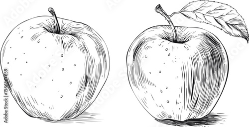 Hand-drawn apples with detailed texture and leaves, black and white sketch
