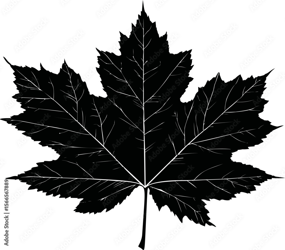 Fototapeta premium Silhouette of a detailed maple leaf, vector illustration