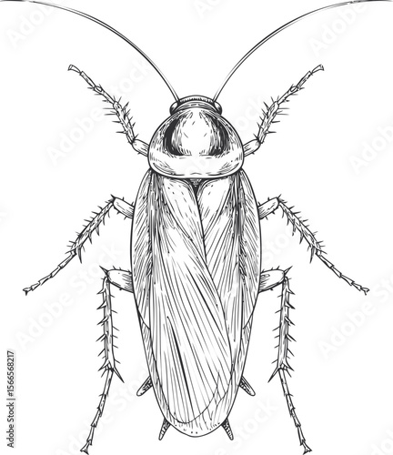 Detailed black and white drawing of a cockroach with intricate lines