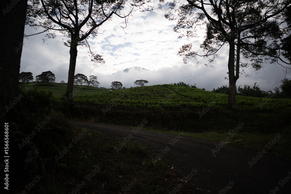 Silhouetted trees at dusk with dark foreground over tea plantation, moody evening landscape with soft fading light. Silhouetted trees at dusk with dark foreground over tea plantation, moody evening landscape with soft fading light.