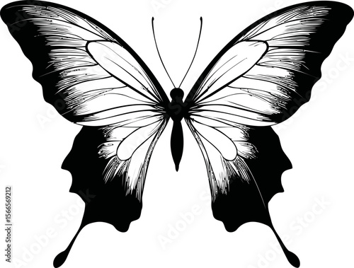 Elegant black and white butterfly illustration with detailed wings design