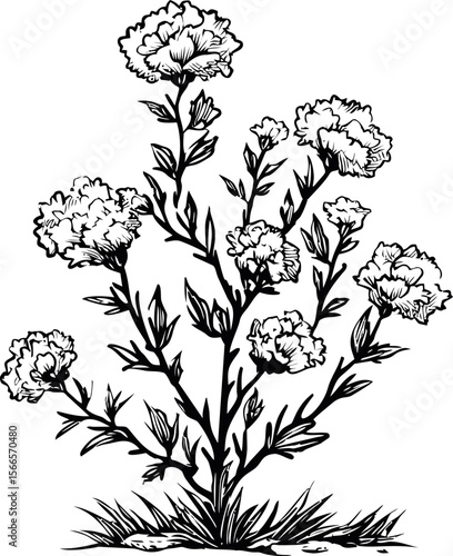 Intricate black and white illustration of a flowering carnation plant
