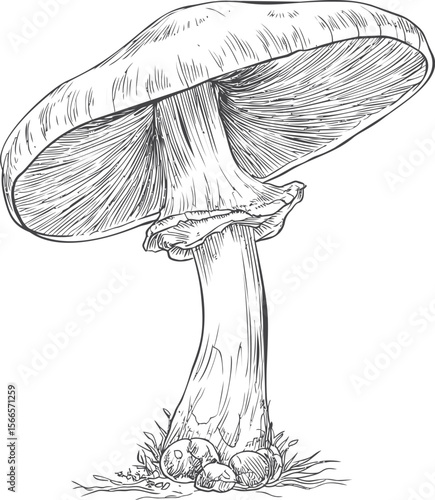 Detailed black and white mushroom sketch with grass and small mushrooms