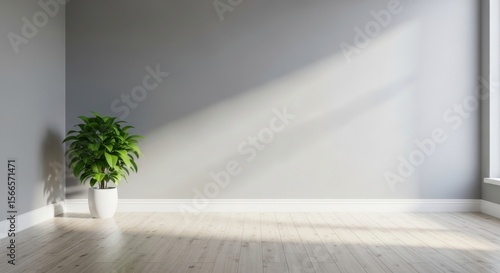 Plant in Empty Room with Sunlight on Wall, Interior Design
