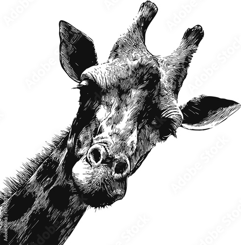 Detailed black and white illustration of a giraffe head with expressive features