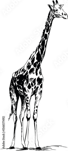 Black and white sketch of a standing giraffe with intricate patterns