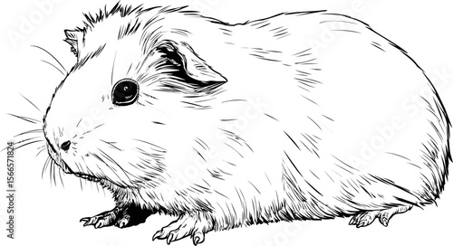 Detailed black and white sketch of a guinea pig in a calm pose, furry texture