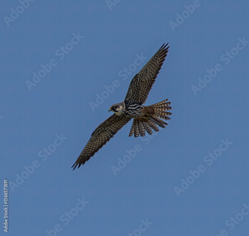 Eurasian Hobby (Falco subbuteo) adult, flying against blue sky on southern Oland, Sweden.