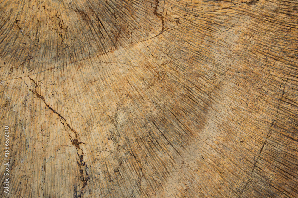 Naklejka premium Textura, detalle de una roca erosionada