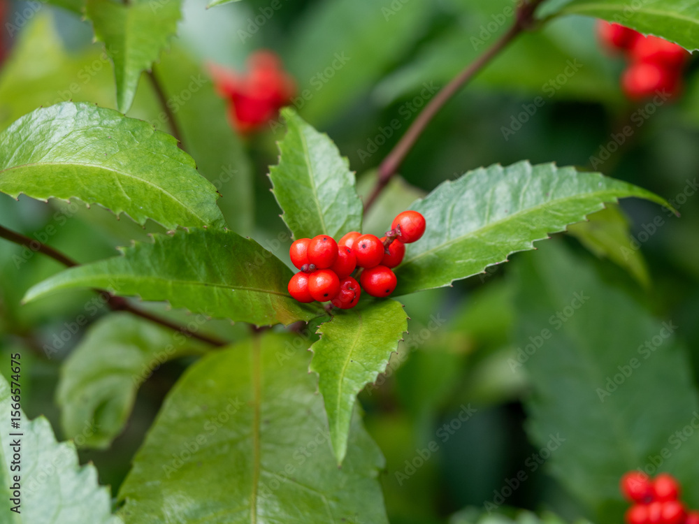 A close-up shot of vibrant red berries of Sarcandra glabra (Senryo), clustered amongst glossy green leaves. A close-up shot of vibrant red berries of Sarcandra glabra (Senryo), clustered amongst glossy green leaves.