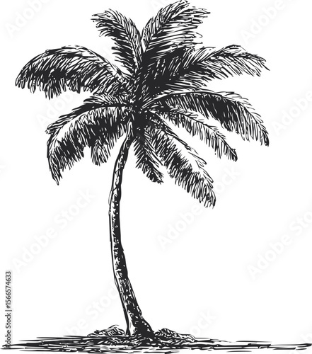 Black ink sketch of a solitary palm tree
