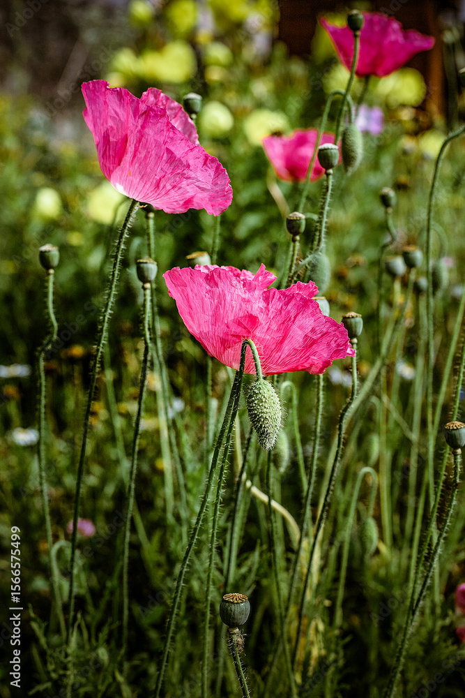 Obraz premium fiori di giardino