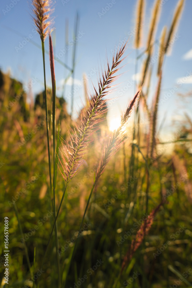 Fototapeta premium Close-up of wild grass with sunlight shining through in a natural meadow. Soft, warm, and peaceful atmosphere in the countryside