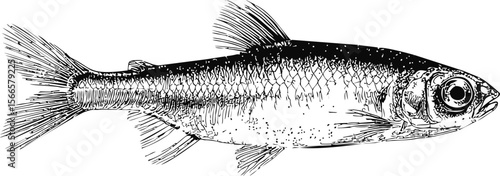 Detailed illustration of a herring with scales and fins, black and white sketch