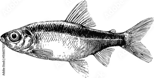 Detailed black and white illustration of a fish with scales and fins, aquaculture art