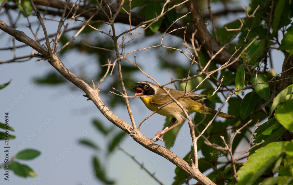 Fototapeta premium Common Yellowthroat
