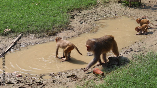 Canvas Print A monkey family bathing and drinking water in summer heat at Govardhan, Uttar Pr
