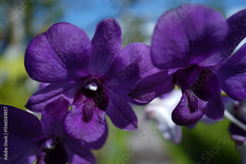 purple orchid petal blossom