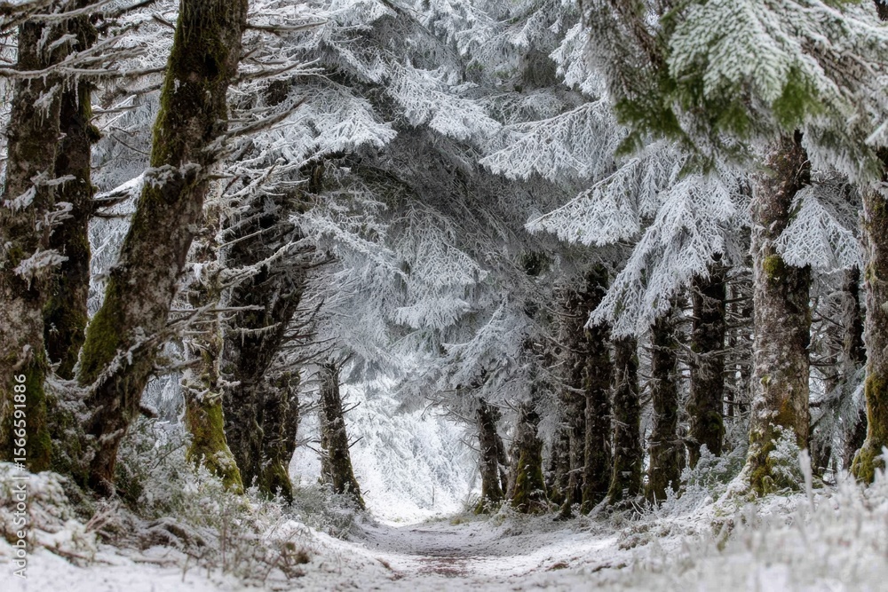 Obraz premium A Serene Forest Path in Frosty Delight
