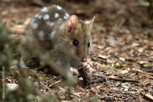 eastern quoll