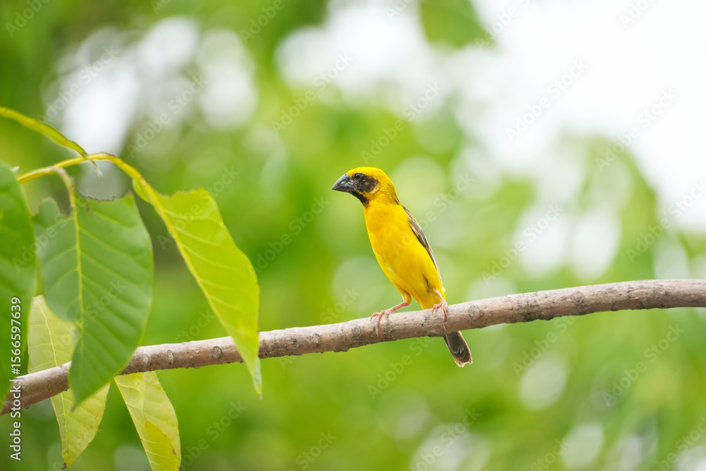 Obraz premium A Yellow bird or Weaver Bird on branch with leaf tree and blurred background.