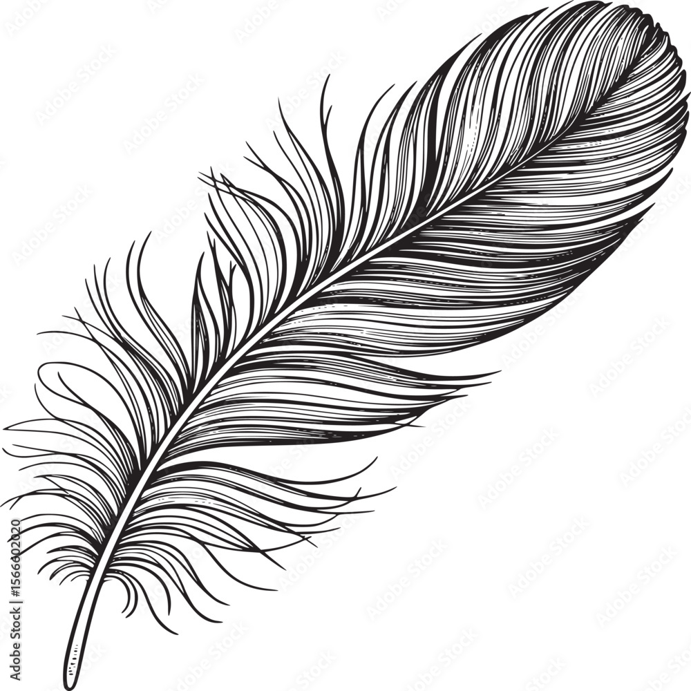 Obraz premium Feather drawing black and white illustration detailed bird quill pen ink sketch design element vector art on transparent background