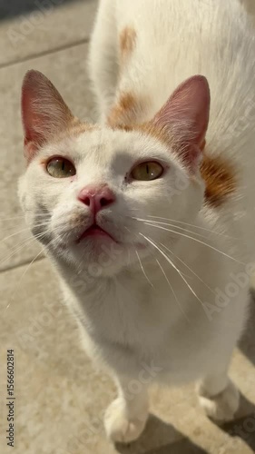 Funny ginger meowing cat looking up, vertical video.