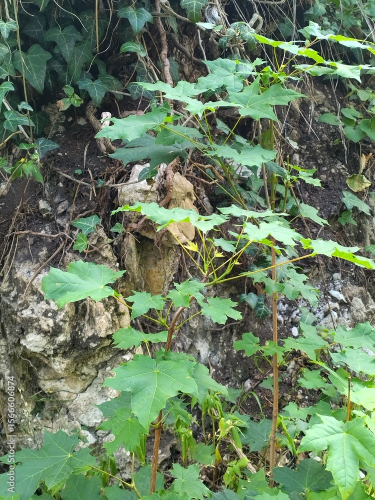 Fototapeta premium in the forest