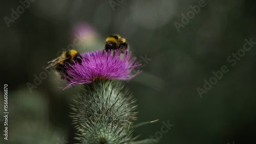 A close-up shot capturing two bumblebees busily pollinating a vibrant purple thistle flower. 