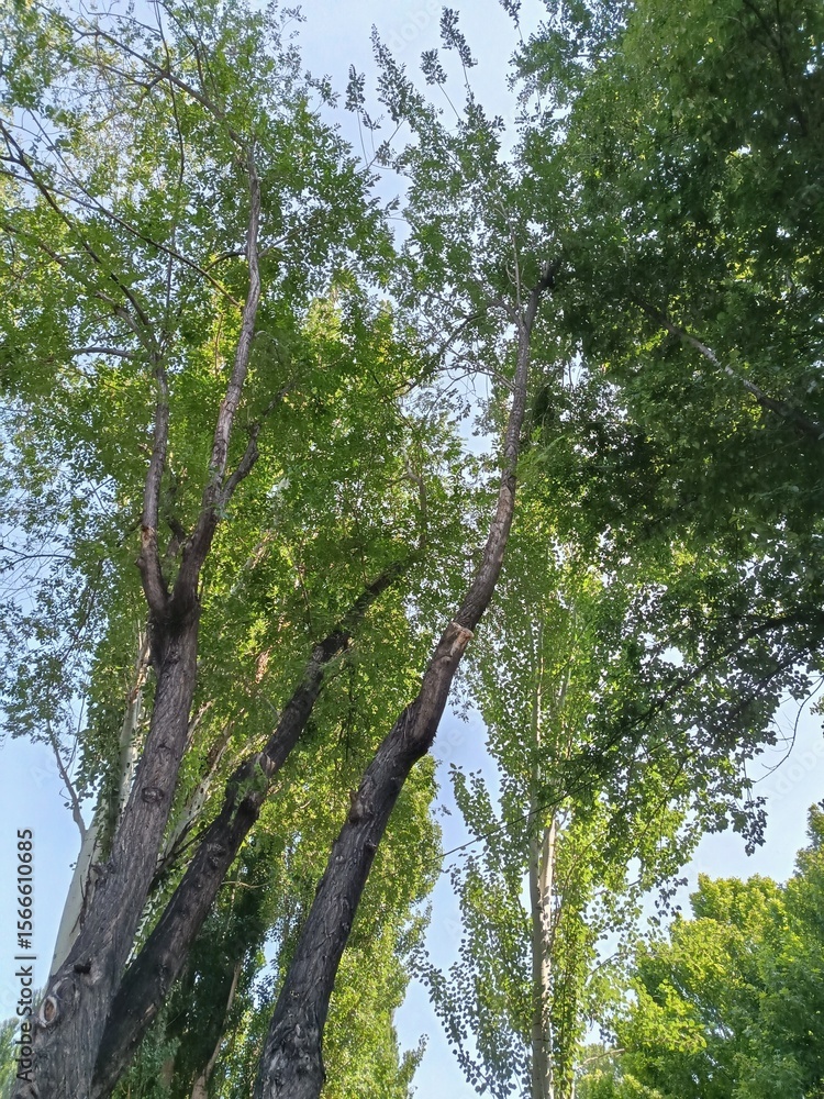 Fototapeta premium trees and sky