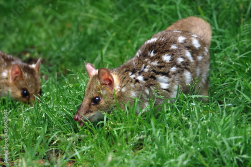 eastern quoll