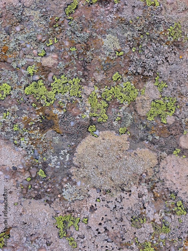 Obraz premium moss on stone