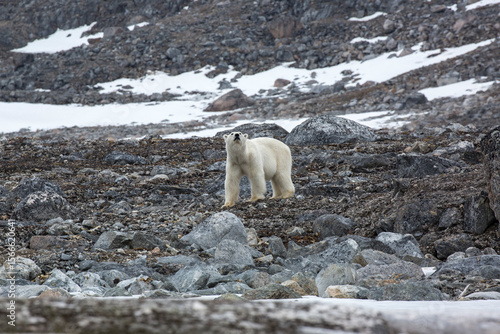 Female Polar Bear2